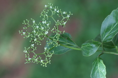 Premna serratifolia